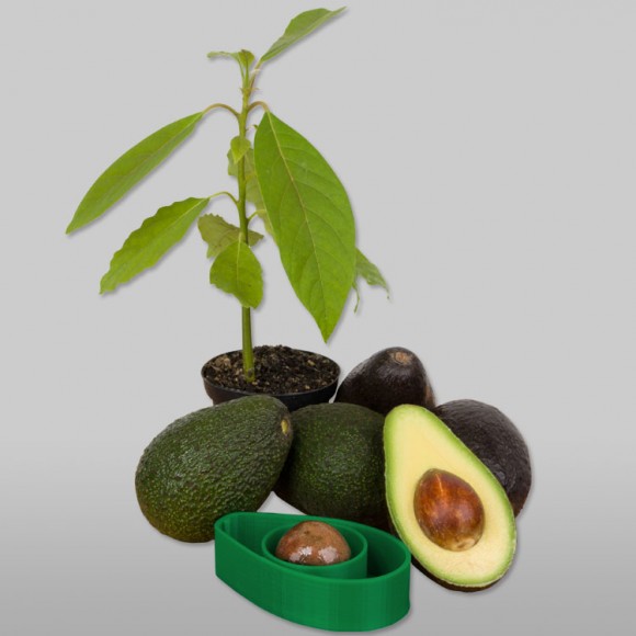 AvoSeedo-Avocado-Tree