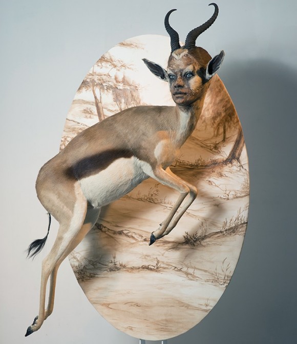 Kate Clark Taxidermy