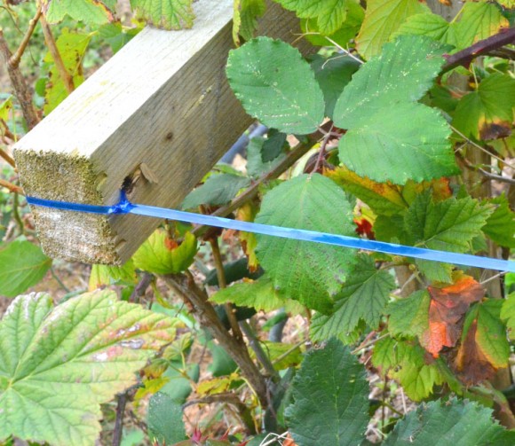 Plastic Bottle Cutter - Reuse Plastic Bottles 3 plastic-bottle-cutter-rope