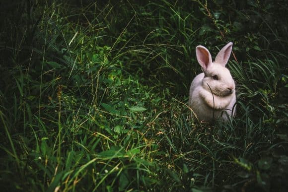 Post image for Rabbit: streaming music and movies with your friends