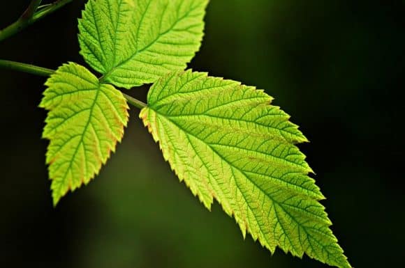 Post image for What is Photosynthesis? New Possibilities