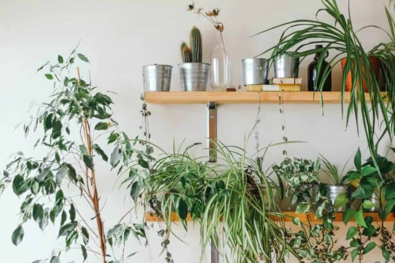 flowers on shelf