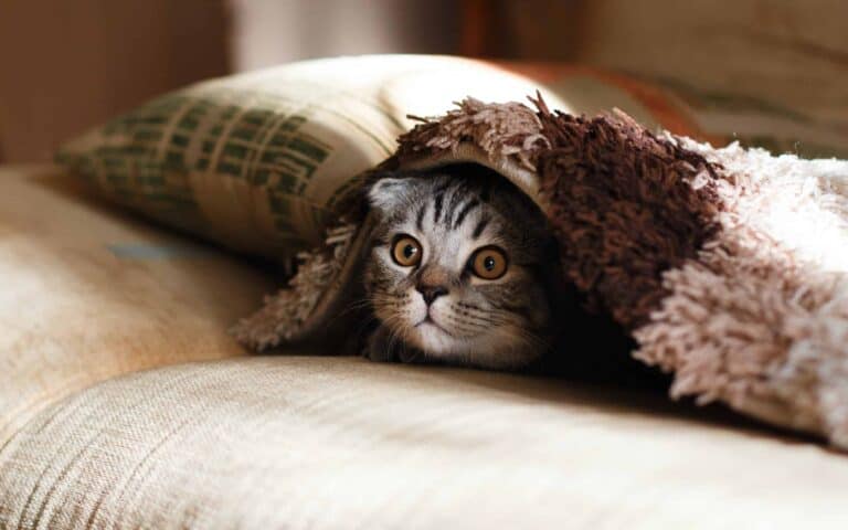 cute cat pet