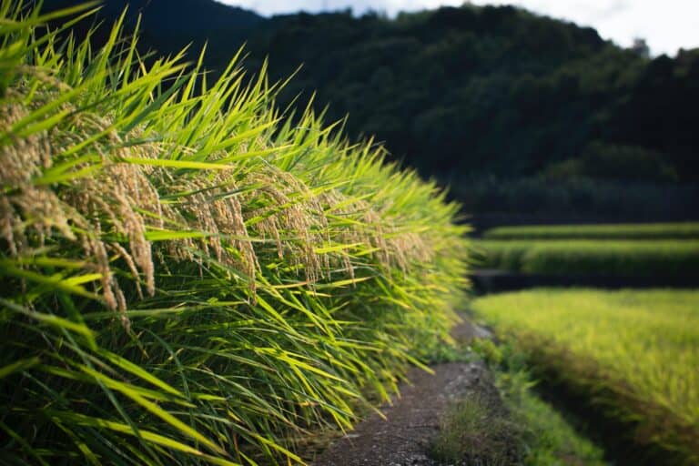 rice fields