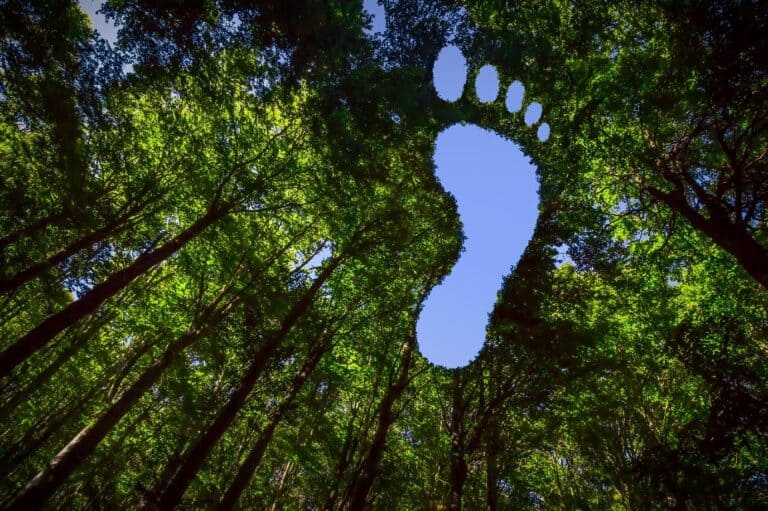 Forest environmental impact
