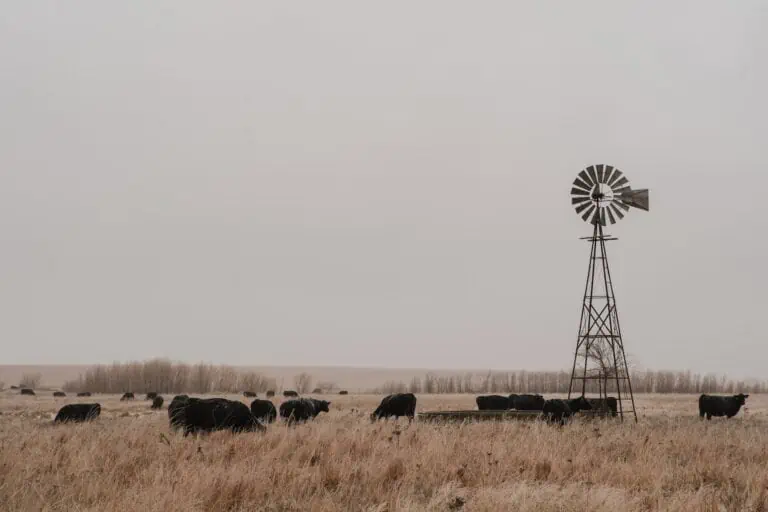 cows on pasture windmill kansas