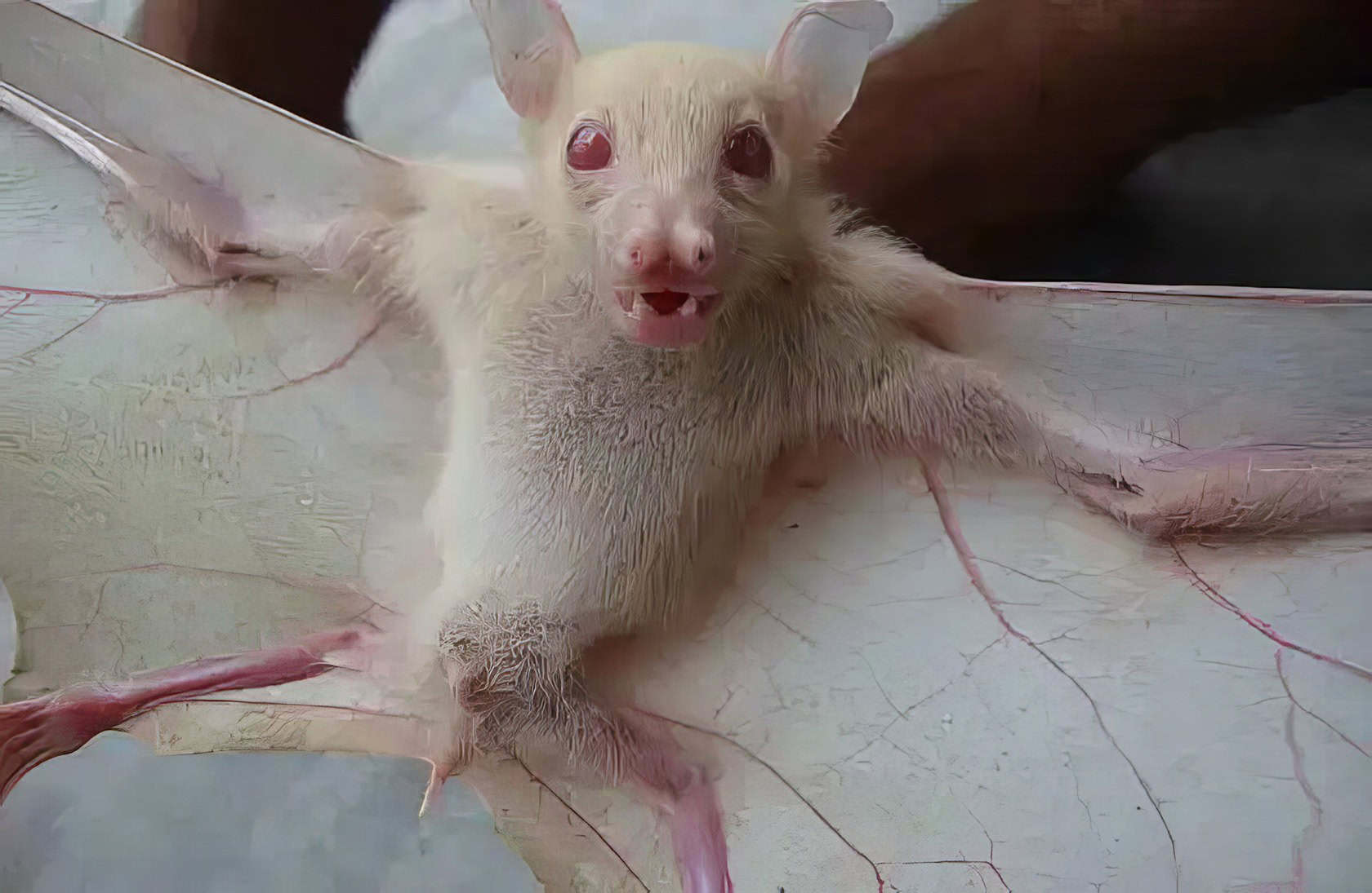 Albino Bat Wonders: 9 Surprising Facts You'll Love 2 Albino Bat 1