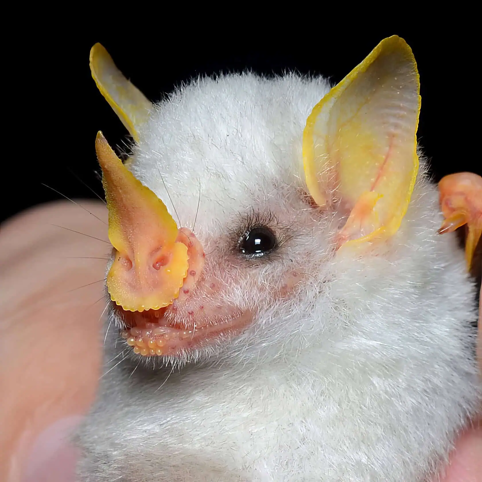 Albino Bat Wonders: 9 Surprising Facts You'll Love 4 Albino Bat 3