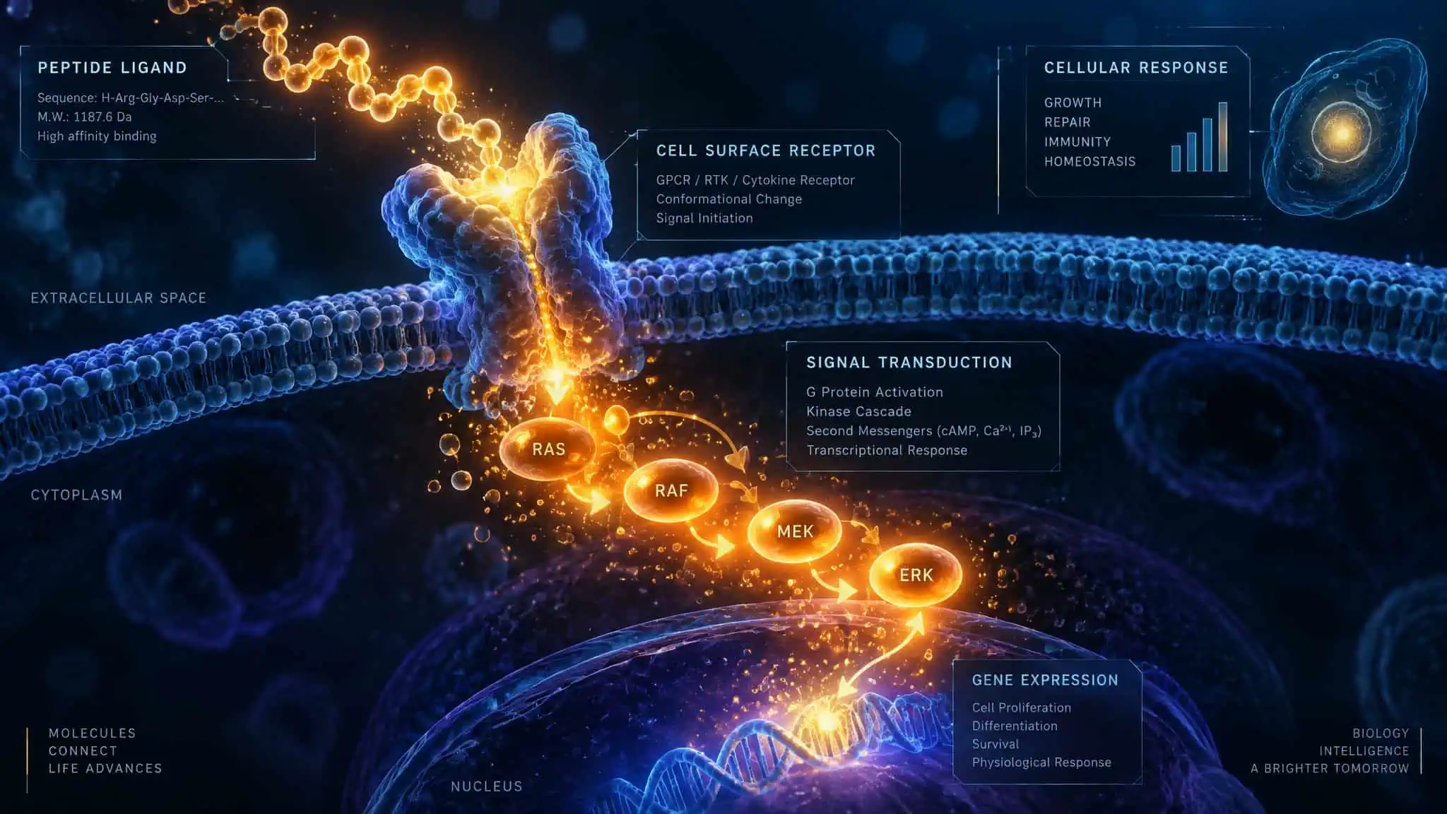 What Is a Peptide? The 51-Amino-Acid Molecule Behind the Hype 2 Peptide hormone binding a cell surface receptor and triggering a fast second messenger signaling cascade